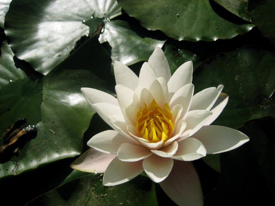 Flower lily nature