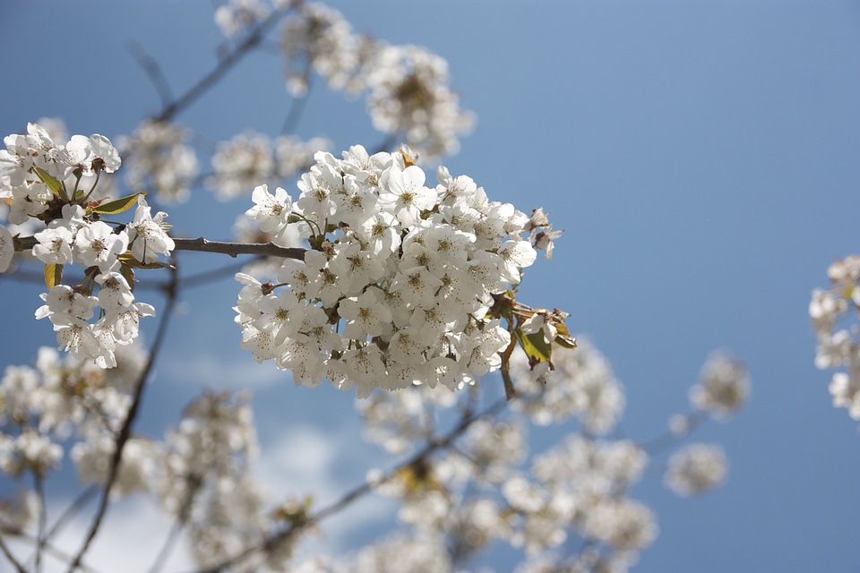 White spring tree