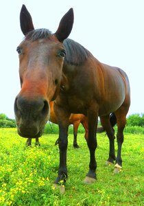 Horses pasture meadow