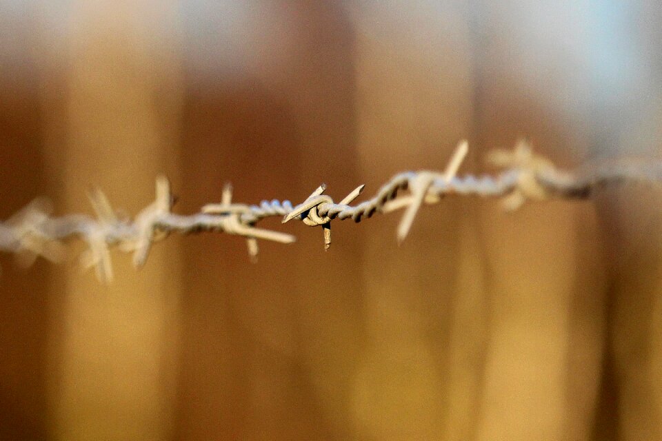 Barbed wire fence pasture
