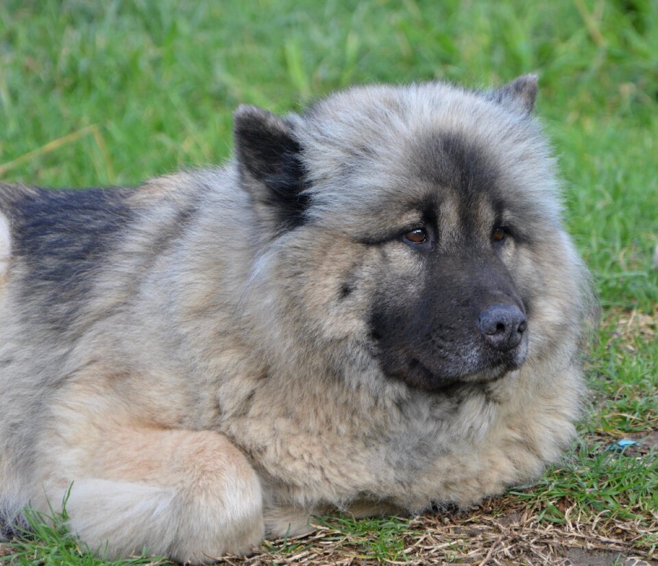 Female canine brown eyes mammal