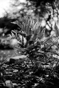 Outdoors leaf fern