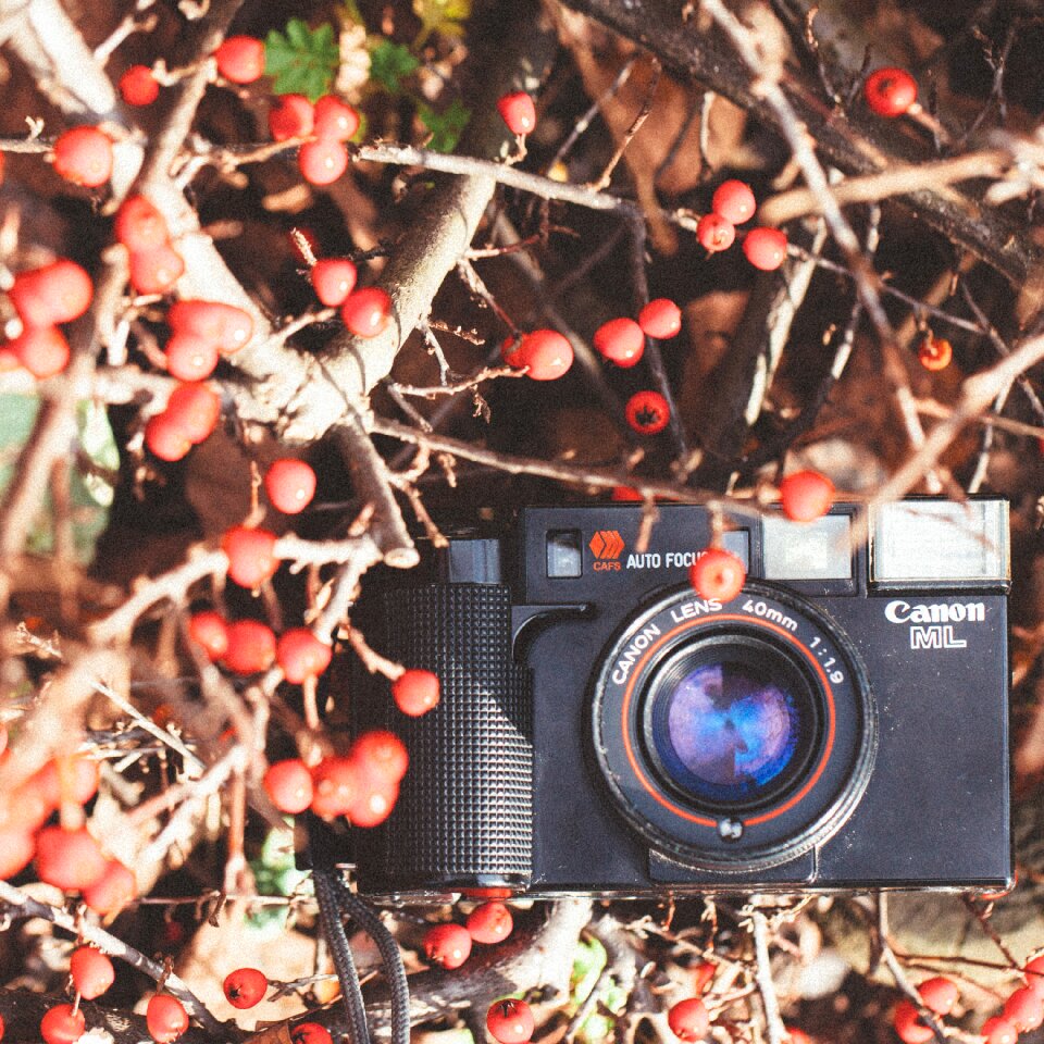Season branch leaf
