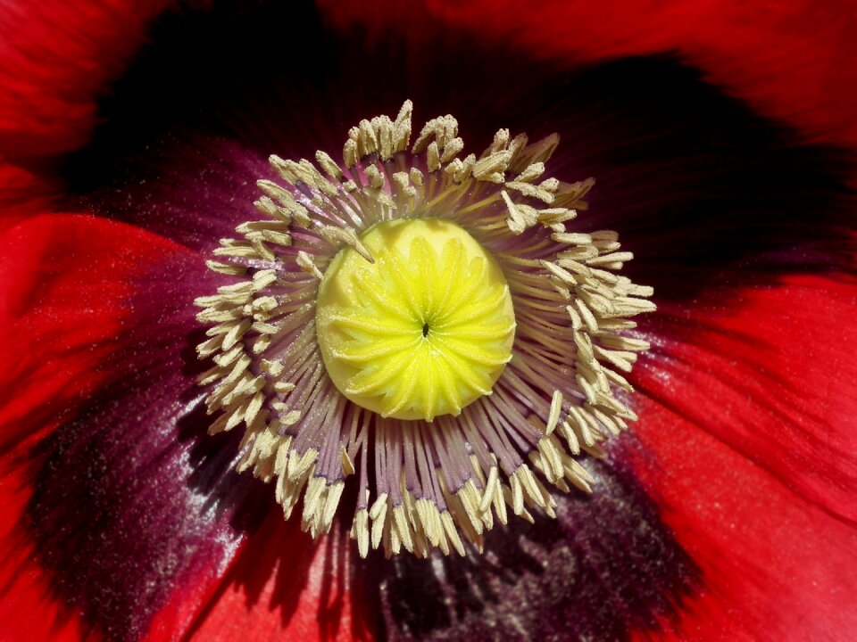 Plant petal red