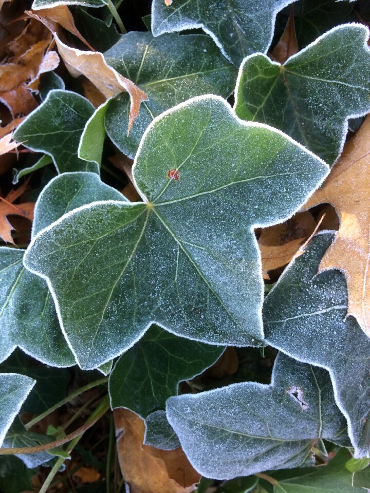 Nature ivy season