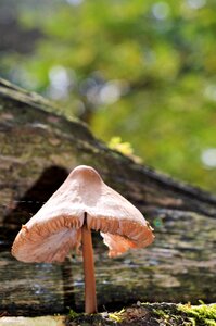 Wood outdoor autumn
