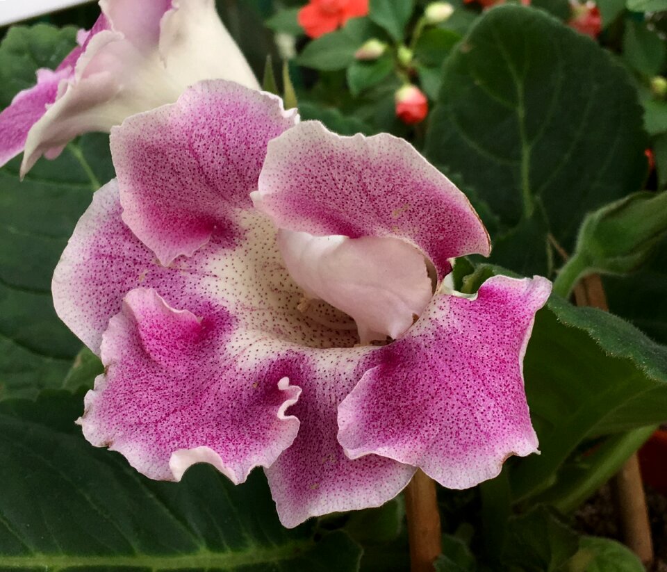 Pink flower nature pink