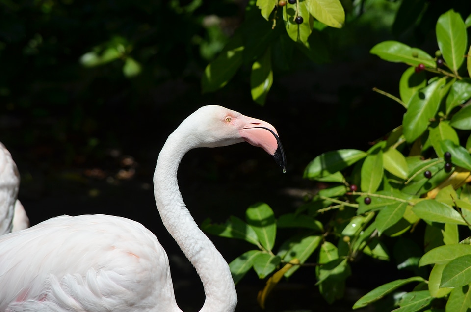 Water bird feather pink