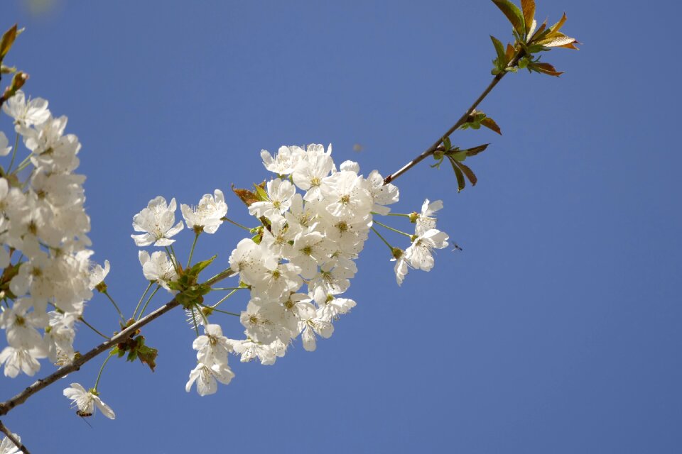 Plant tree cherry wood photo