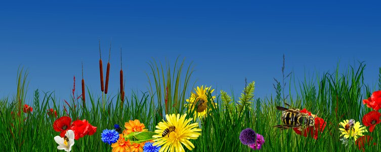Summer grass field