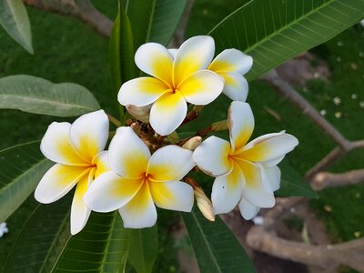 Nature flower close up
