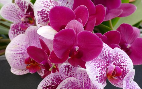 Flowers tropical orchid