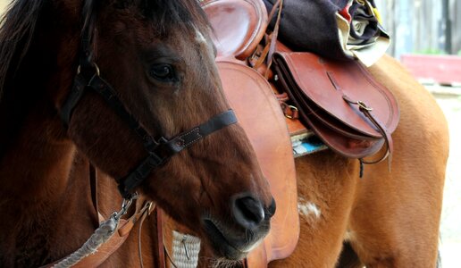 People mammal horse