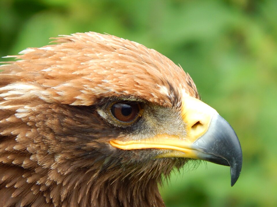 Bird prey head photo