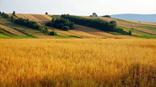 Farm at the court of landscape photo