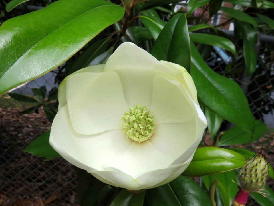 Nature flora magnolia