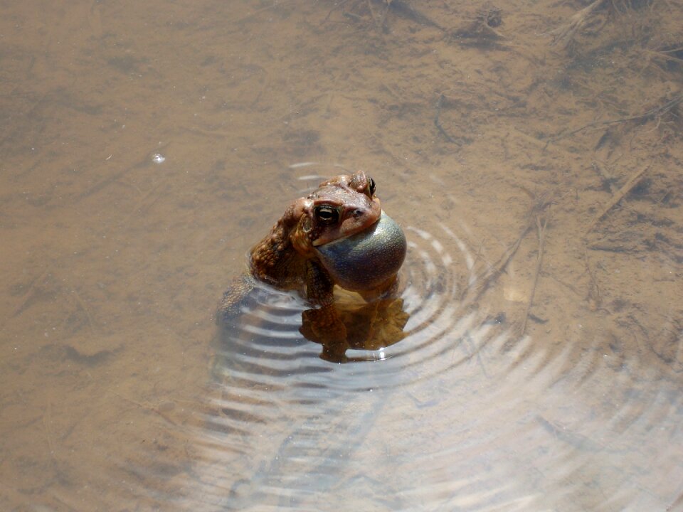 Wildlife mud puddle toad