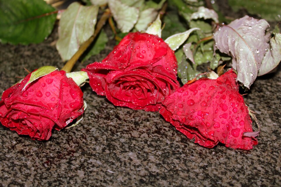 Nature red roses flowers