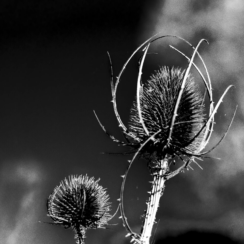 Thistle plant flower