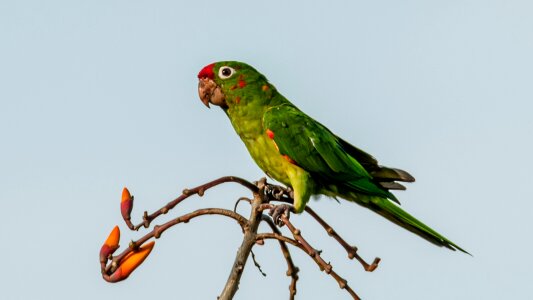 Wildlife wing parrot