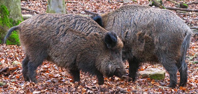 Sus scrofa wildlife park zoo