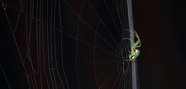 Spider macro armenia