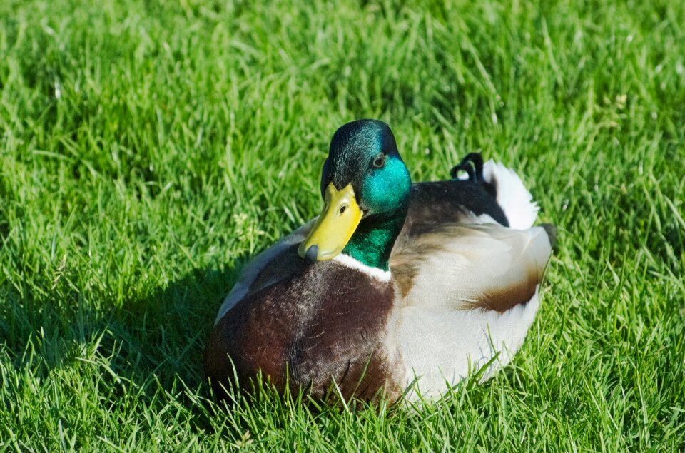 Meadow grass water bird