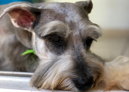 Puppy adorable young photo