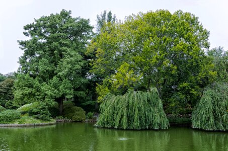 Landscape wood pond photo