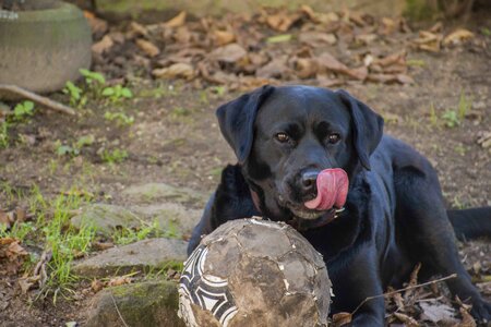 Dog cute pet photo