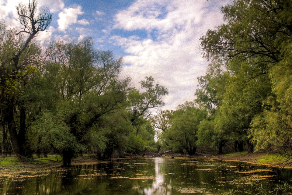 Wood water river photo