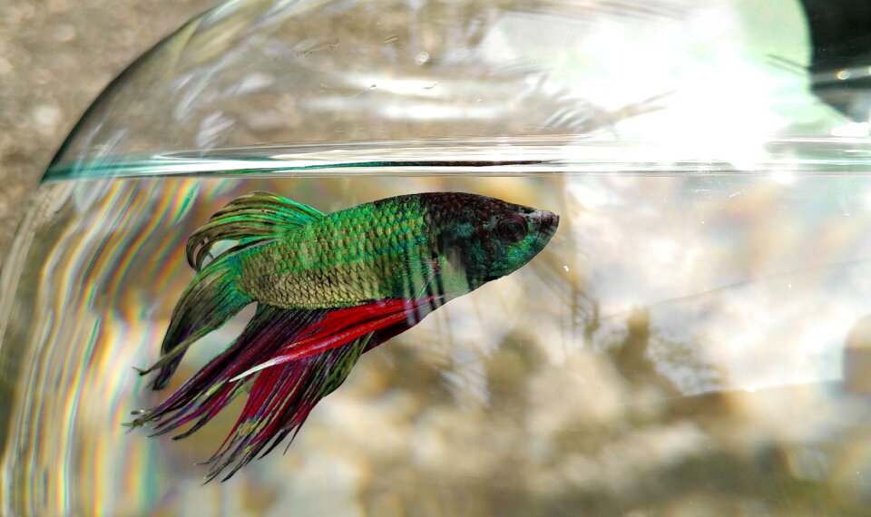 Simese fighter fish