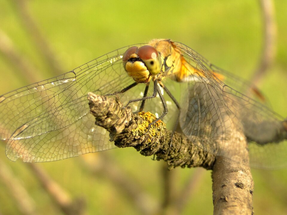 Dragonflies różnoskrzydłe szablak yellow closeup