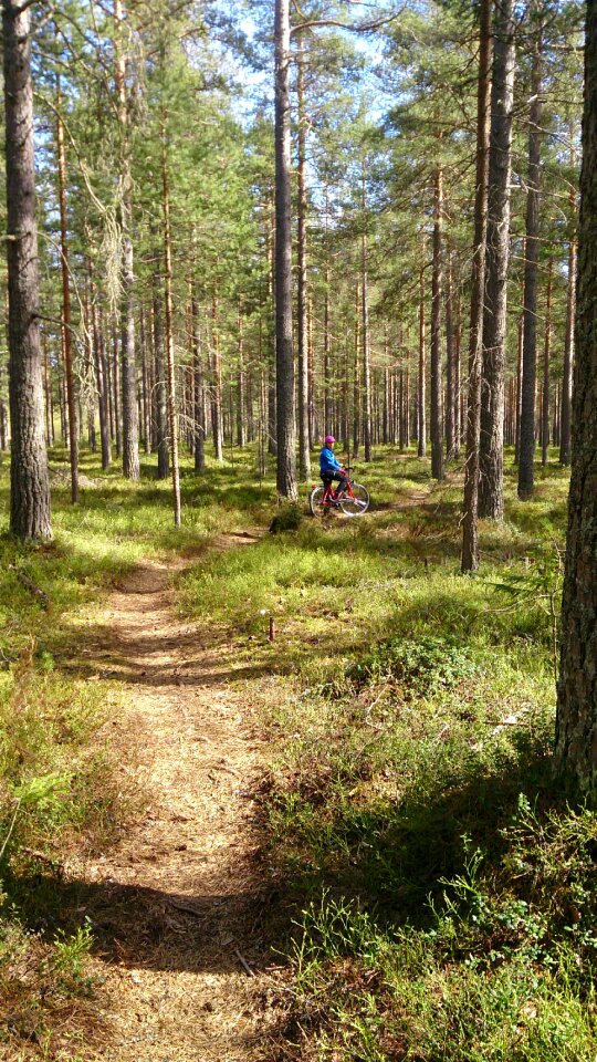 Cycle forest path