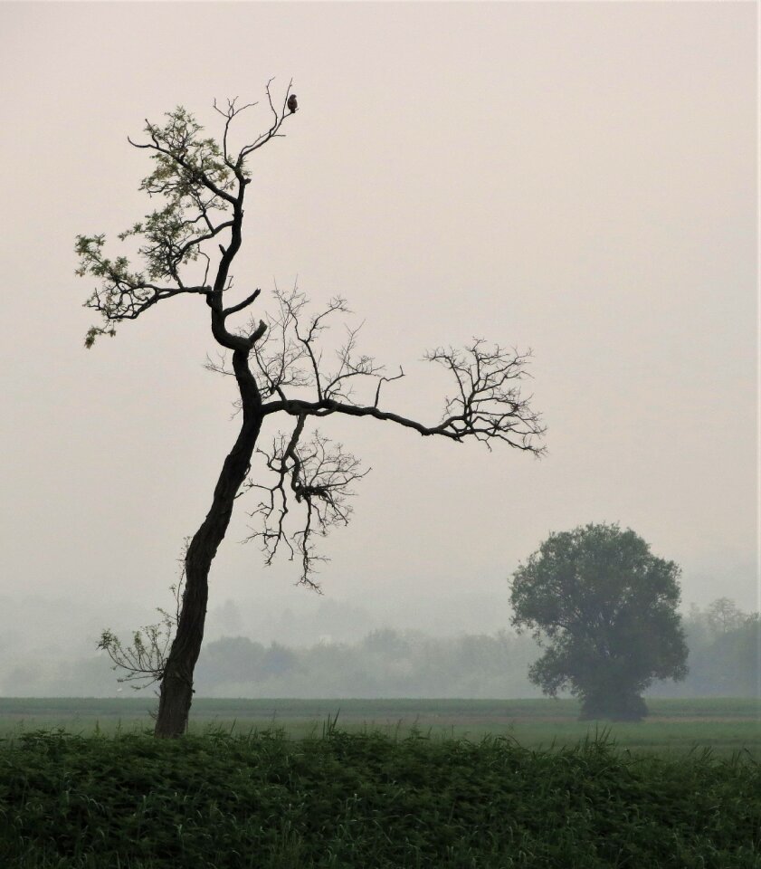Nature branch fog