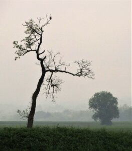 Nature branch fog photo