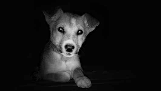 Portrait cute black dog photo