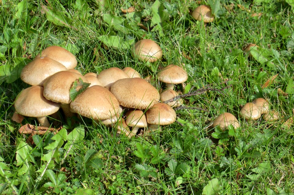 Nature food autumn