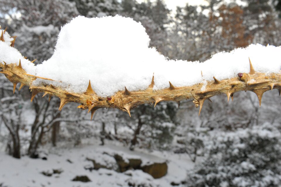 Nature thorns winter tree