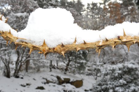 Nature thorns winter tree photo