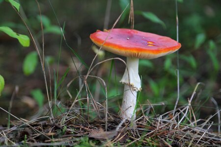 Mushrooms at the court of lawn
