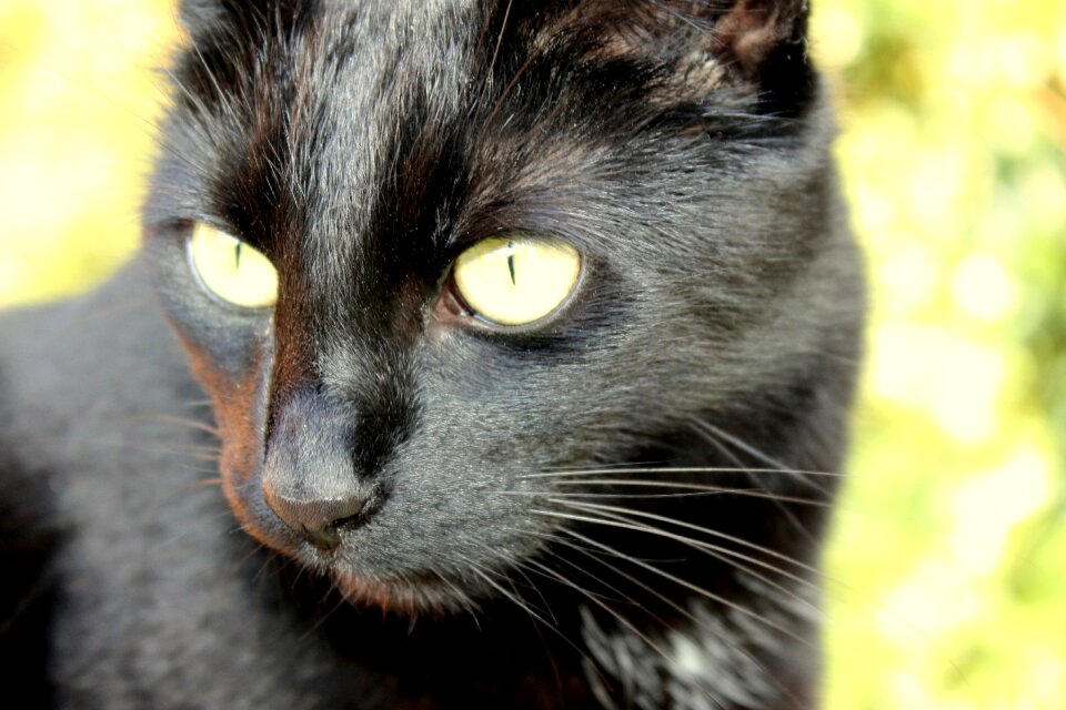 Portrait animal eye