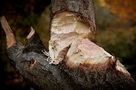 Tree wood cut photo