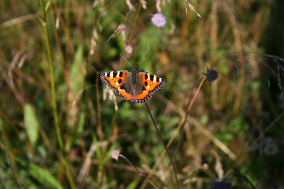Nature butterfly color