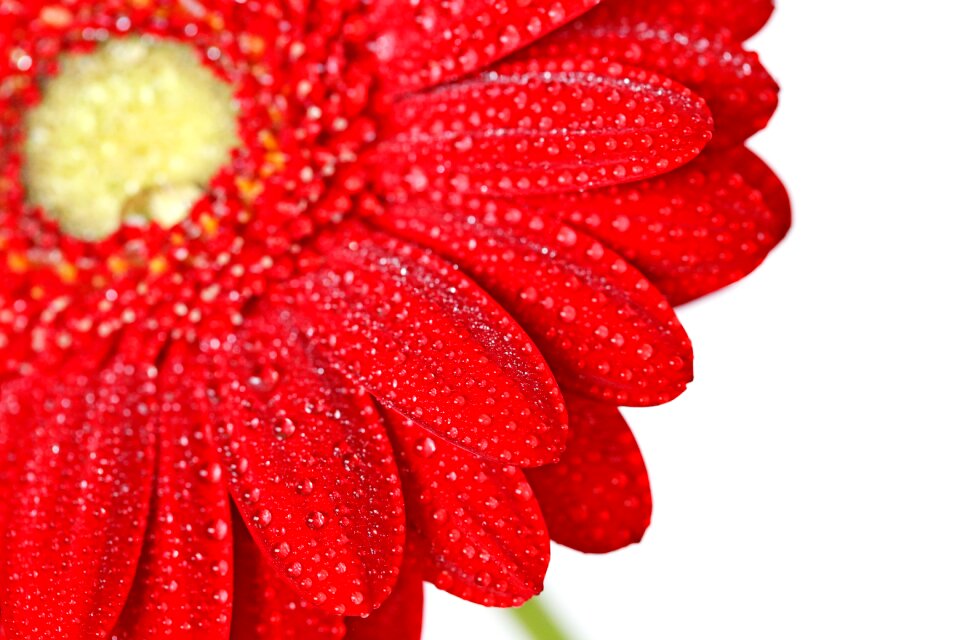 Drop water dew