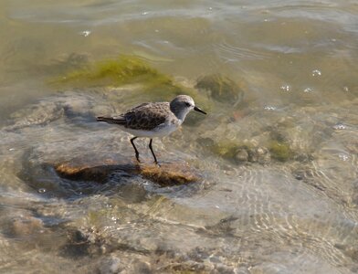 Wild life outdoors costa