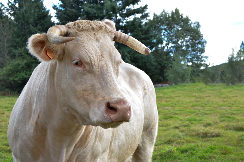 Animal cow beef cattle