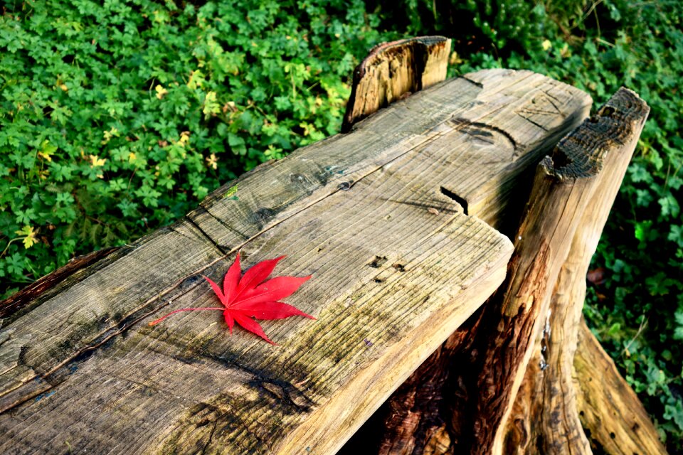 Park outdoor furniture leaf