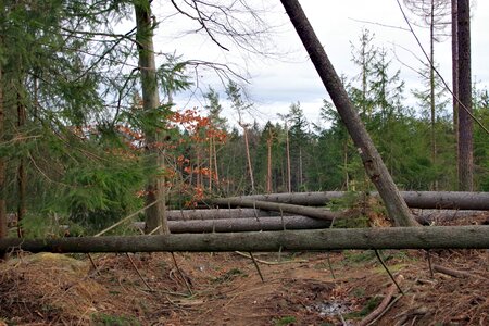 Landscape way forest
