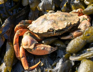 Crustacean nature seafood
